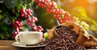 Giá cà phê hôm nay 29/11: Giữ mức trên 33.000 đồng/kg ở Tây Nguyên