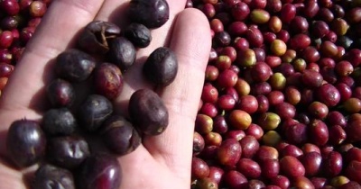 Giá cà phê hôm nay 9/12: Tiếp tục tăng 400 đồng/kg vào cuối tuần