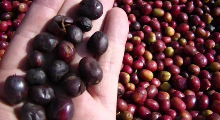 Giá cà phê hôm nay 9/12: Tiếp tục tăng 400 đồng/kg vào cuối tuần